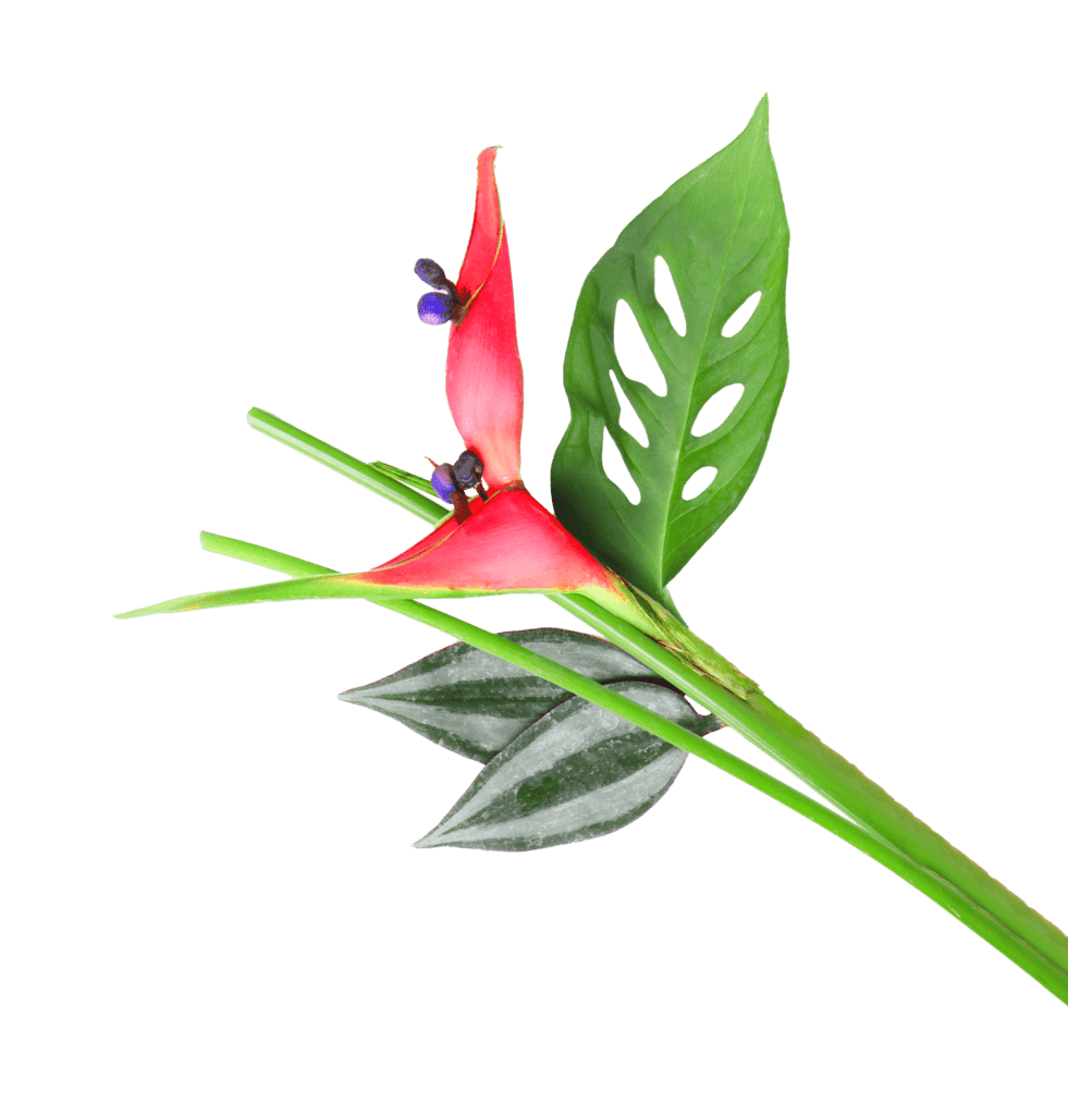 flor de la isla saona
