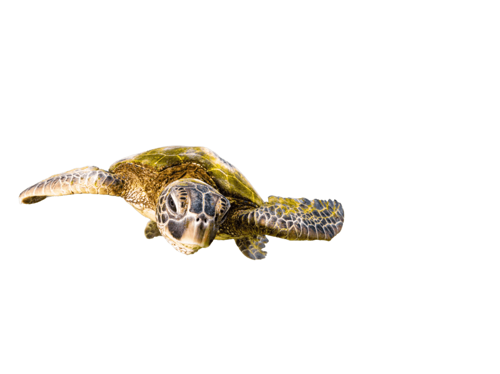 tortuga en la isla saona republica dominicana