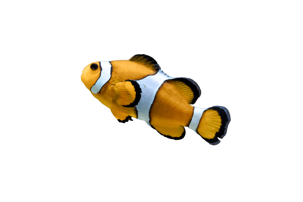 pez del caribe
