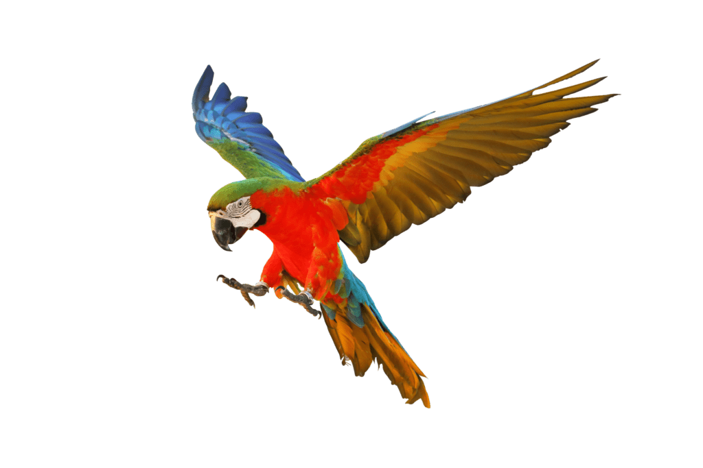 loro volando