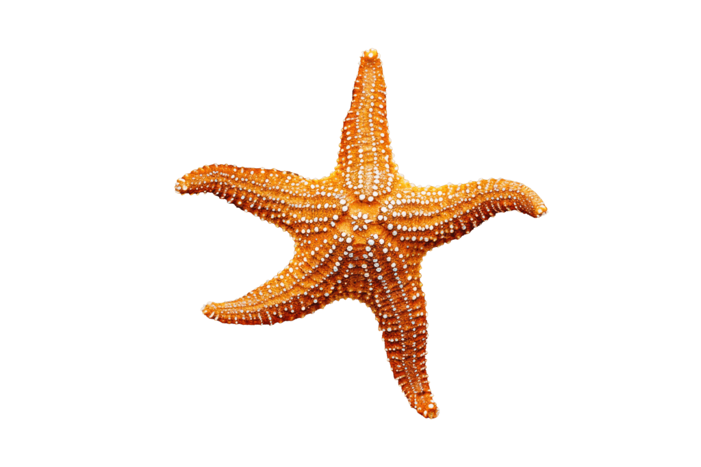 estrella