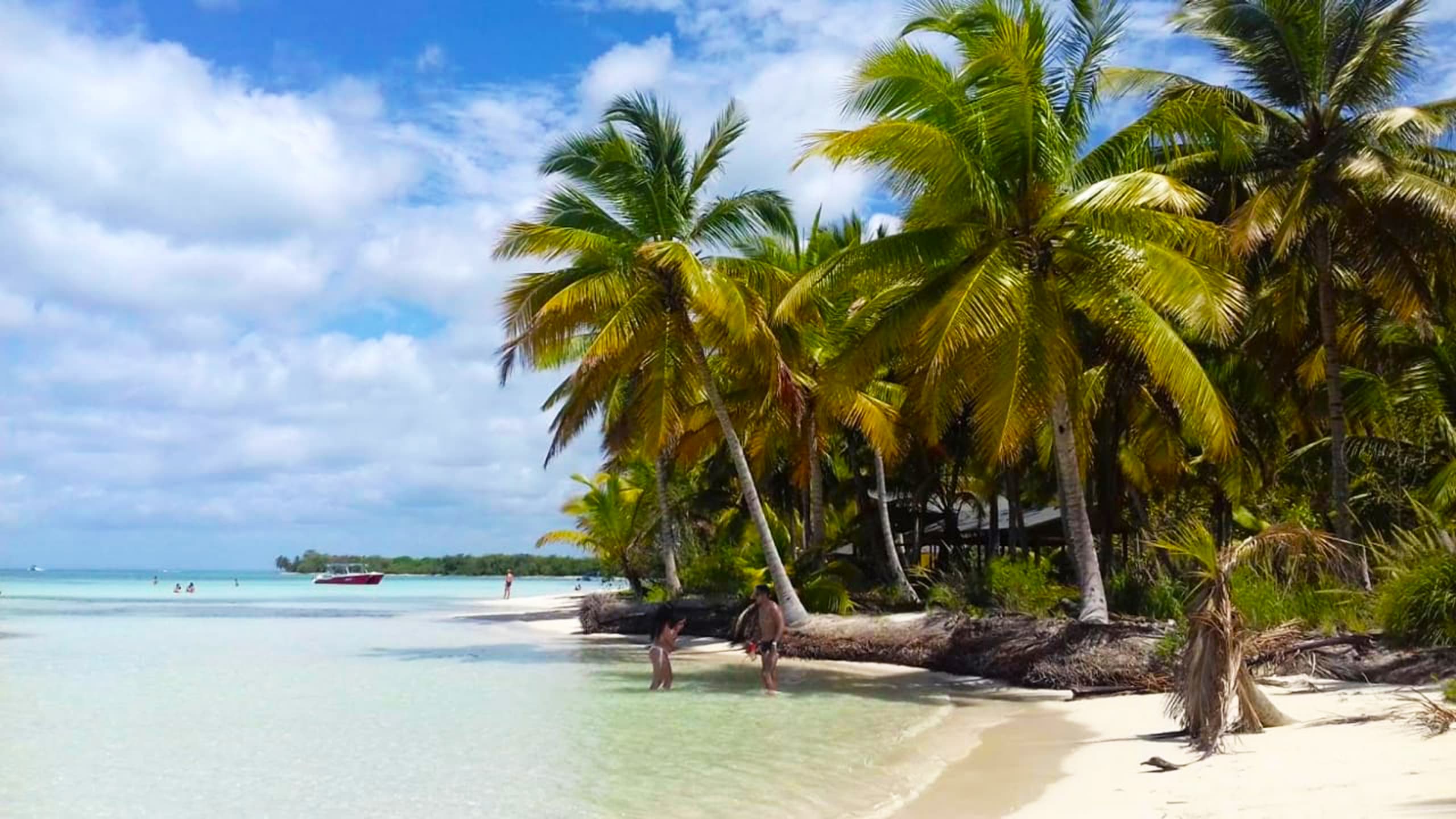 palmeras en la playa de la isla saona punta cana palmeras en la playa de la isla saona punta cana