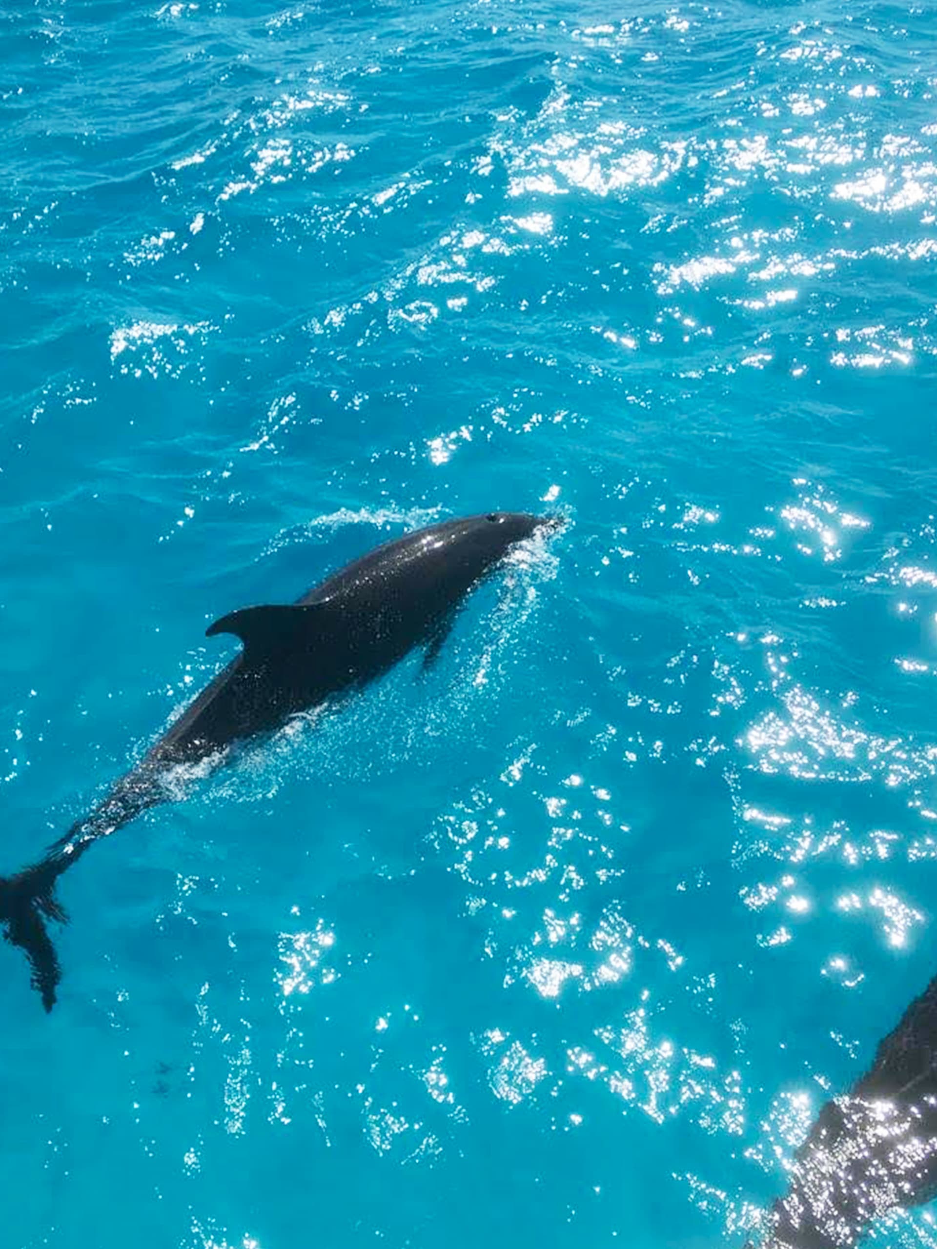Saona exclusiva cruceros5 delfin en la isla saona excursion exclusiva
